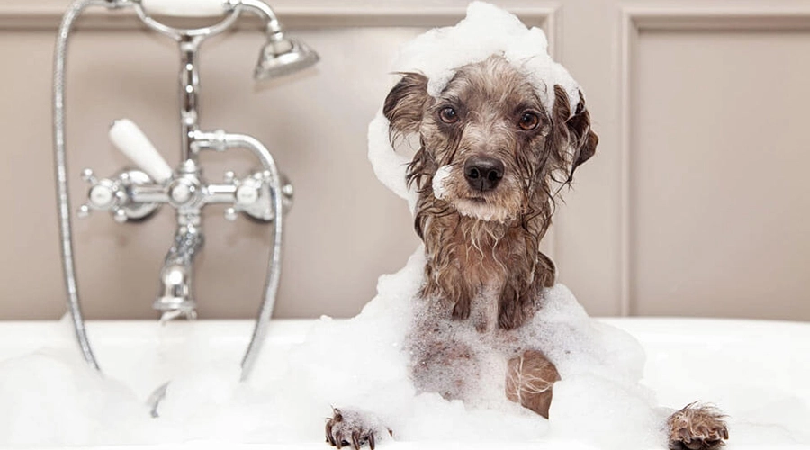 مرتب-کردن-سگ-در-خانه