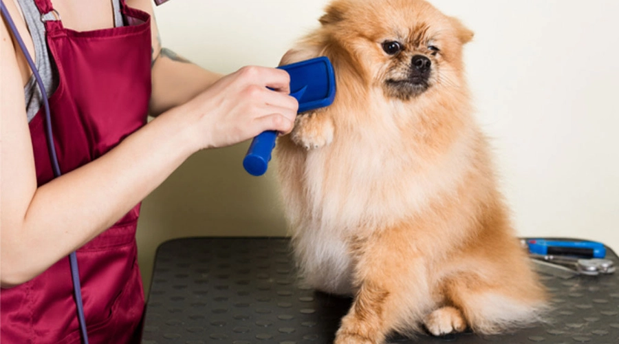 مرتب-کردن-سگ-در-خانه