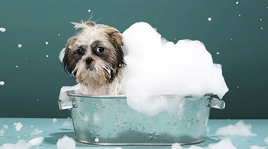 مرتب-کردن-سگ-در-خانه