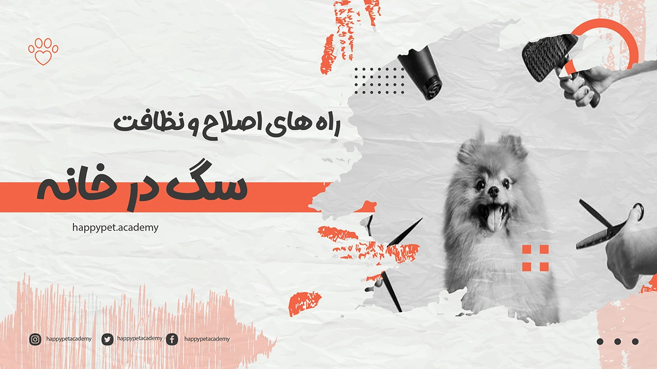 مرتب-کردن-سگ-در-خانه