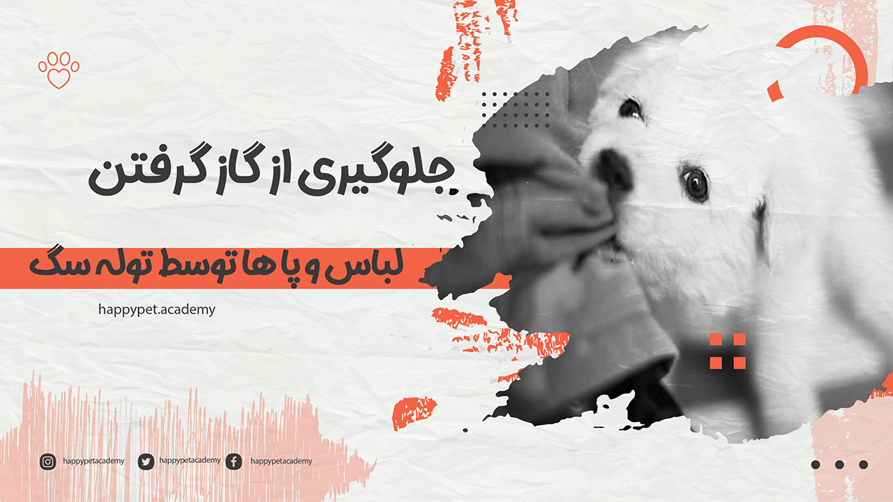 جلوگیری از گاز گرفتن توله سگ