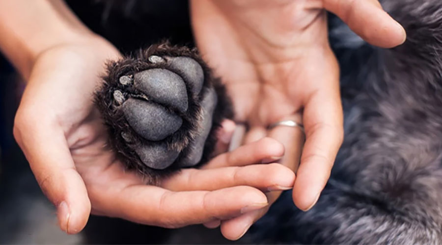 محافظت از پنچه سگ ها