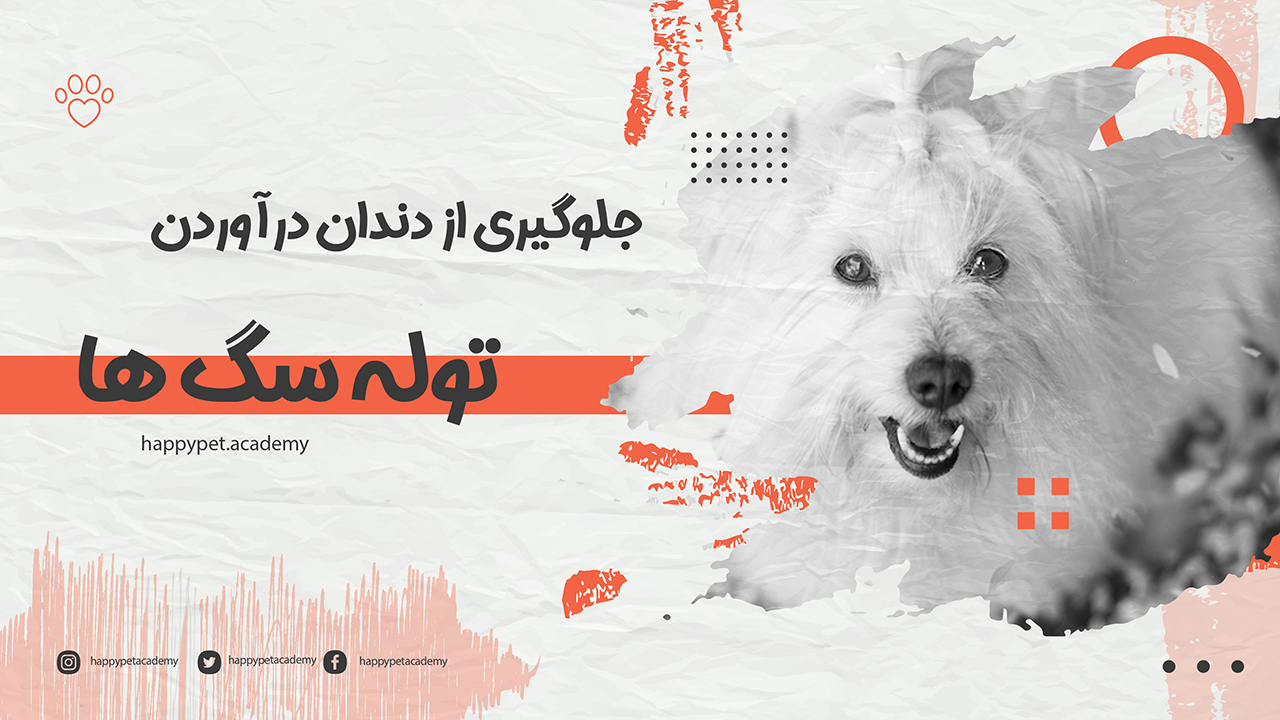 جلوگیری از دندان درآوردن سگ