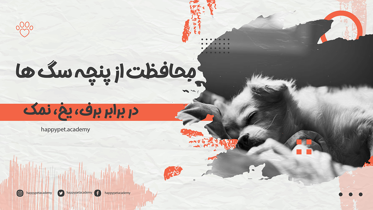 محافظت از پنچه سگ ها