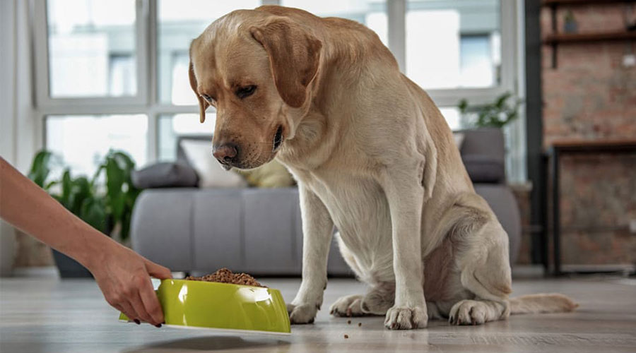 چگونه بهترین غذای سگ را انتخاب کنیم؟ 3 بهترین غذای سگ