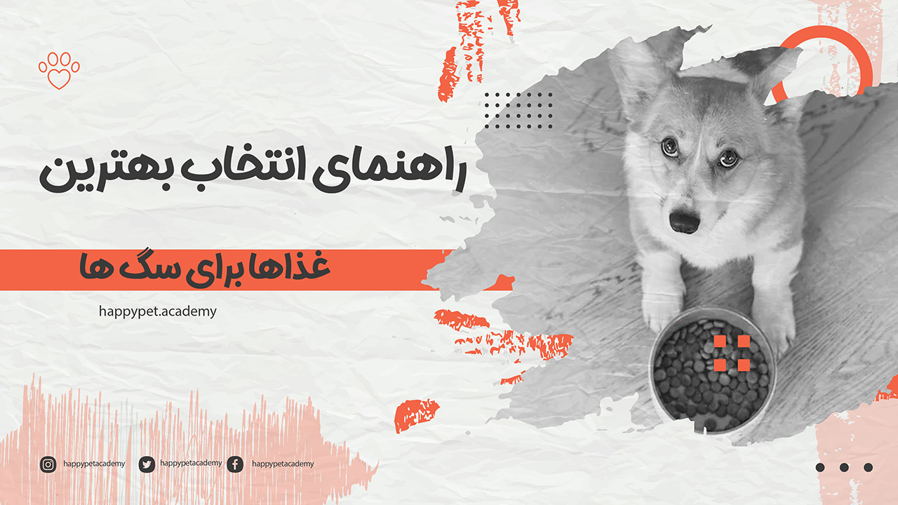 چگونه بهترین غذای سگ را انتخاب کنیم؟ 1 بهترین غذای سگ