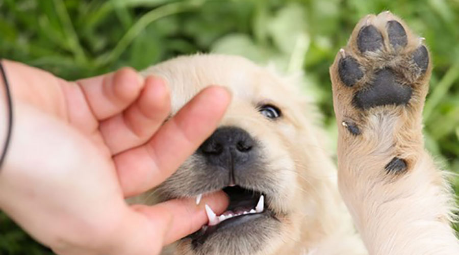 جلوگیری از جویدن دست توله سگ