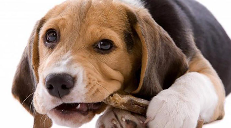 جلوگیری از جویدن دست توله سگ