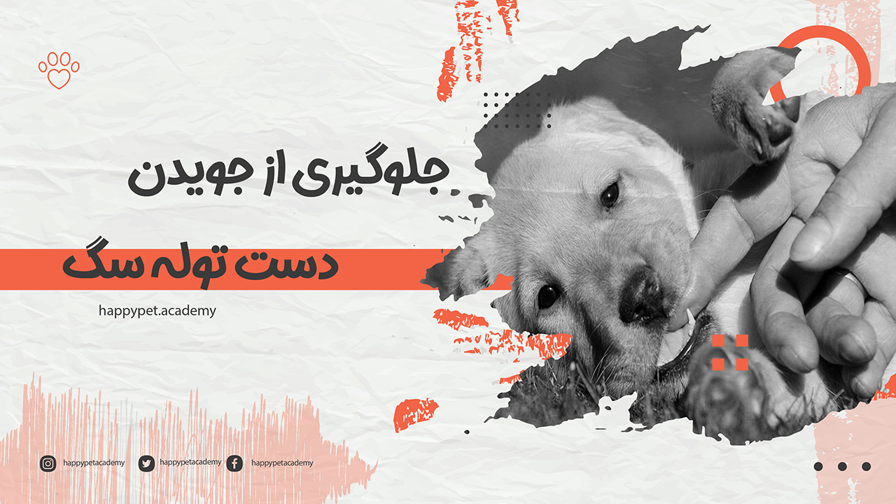 جلوگیری از جویدن دست توله سگ
