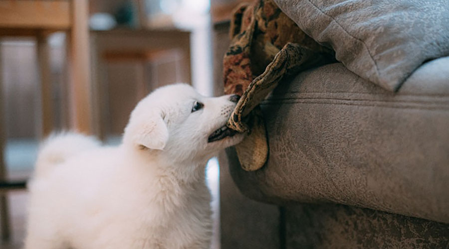 دندان درآوردن توله سگ