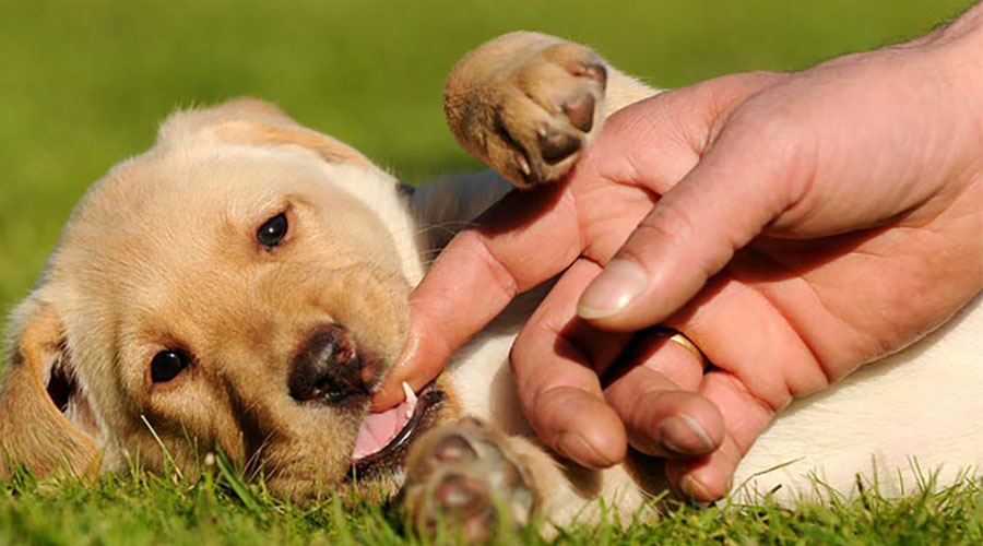 دندان درآوردن توله سگ