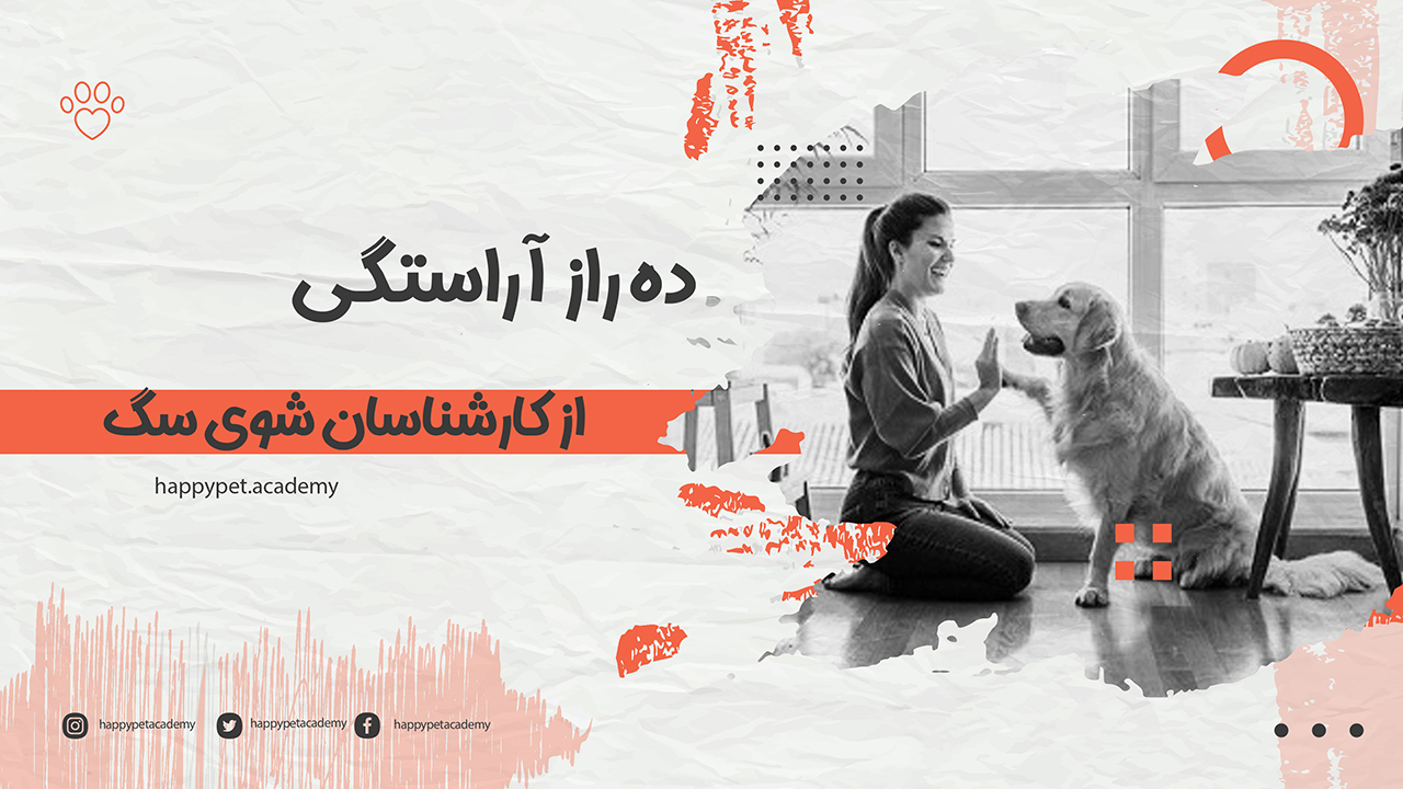 ده راز آراستگی سگ