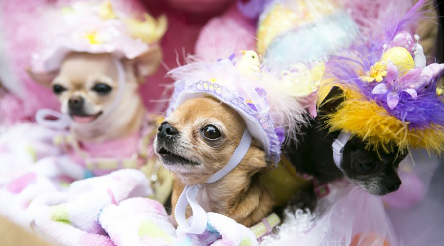 عید پاک برای سگ ها