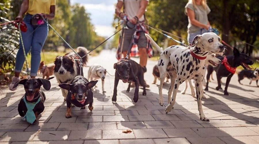 عید پاک برای سگ ها