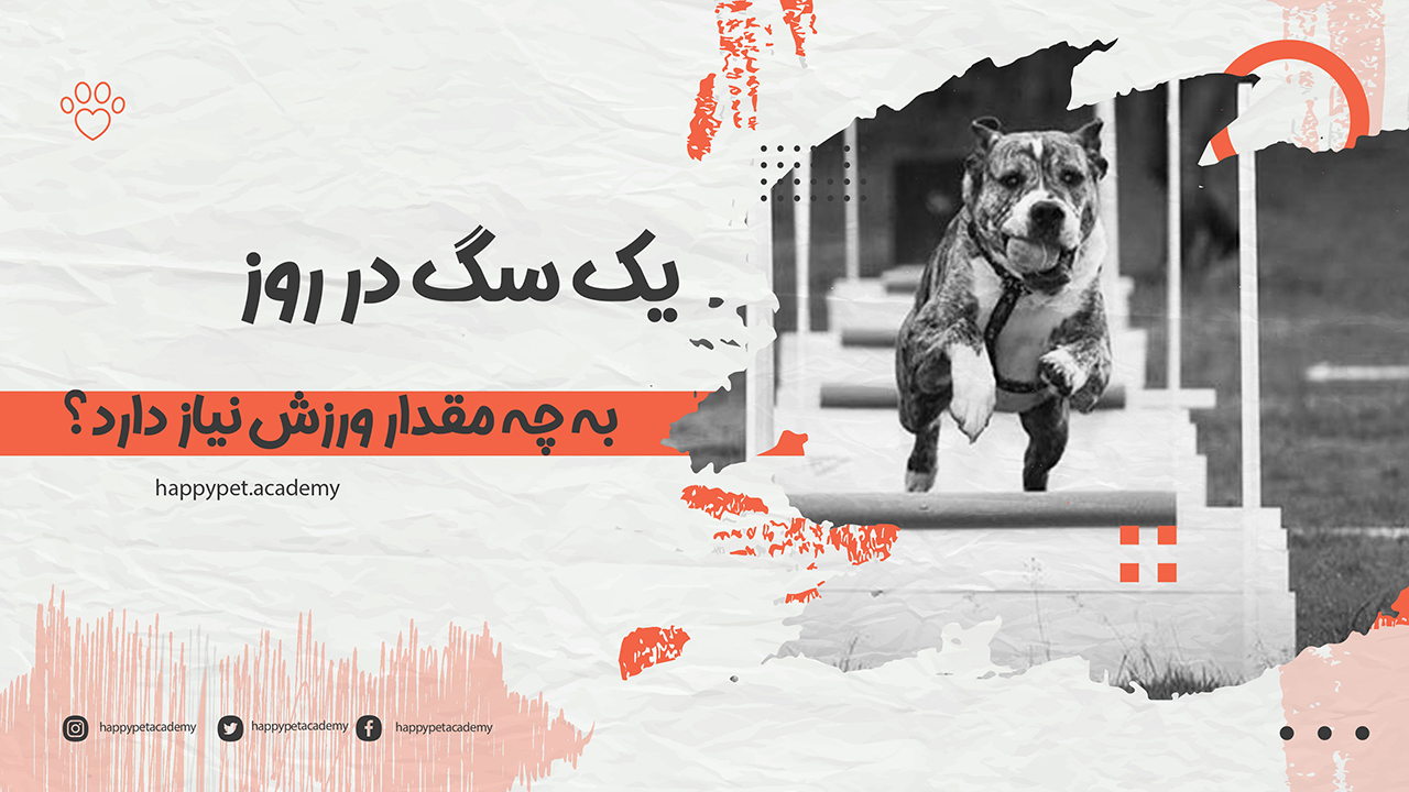 یک سگ در روز به چه مقدار ورزش نیاز دارد؟ 1 ورزش سگ