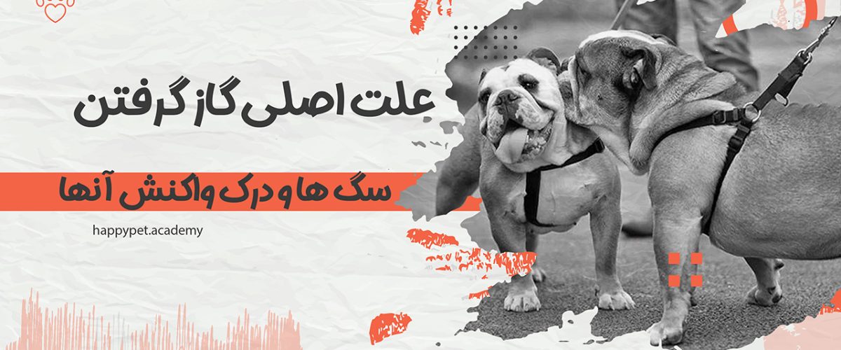 چرا سگ ها گاز می گیرند؟