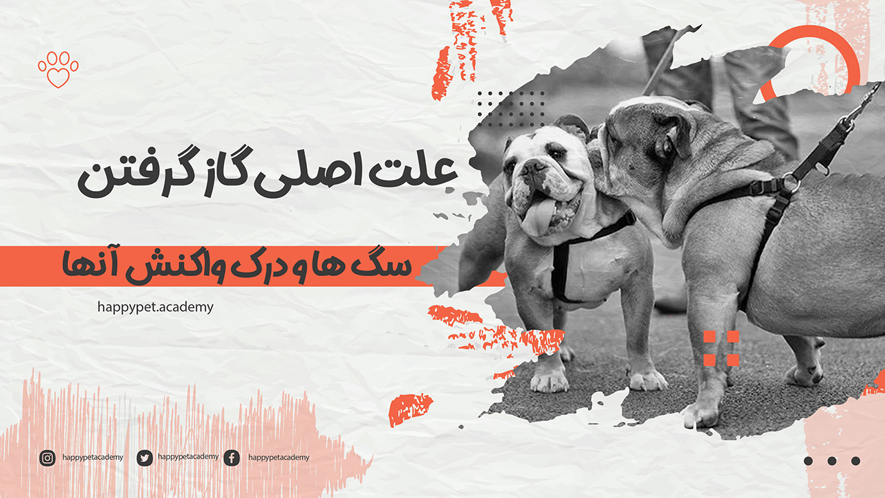 چرا-سگ-ها-گاز-می-گیرند؟