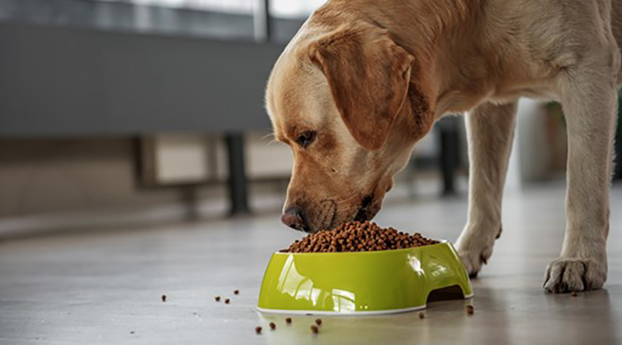 بهترین غذای سگ های مسن