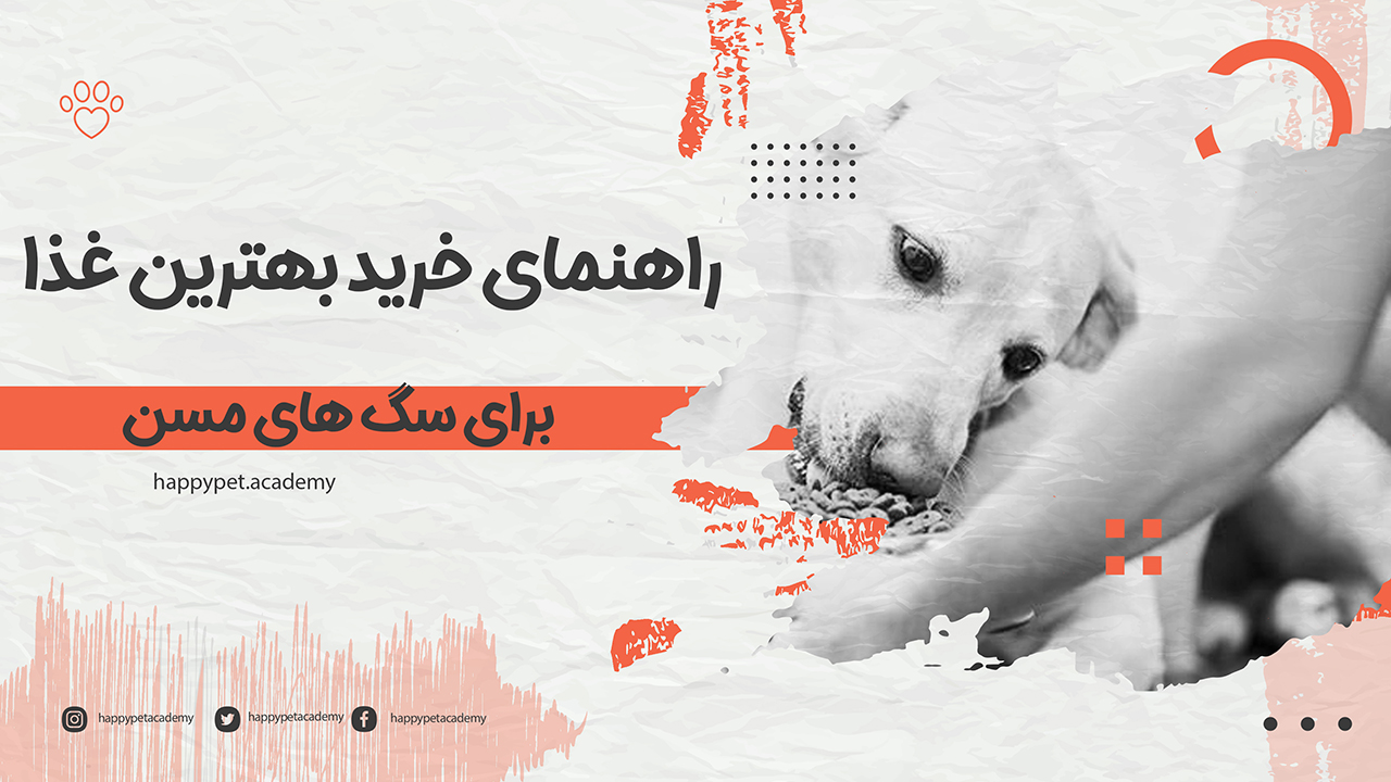 بهترین غذای سگ های مسن