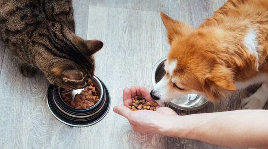 تغذیه سگ