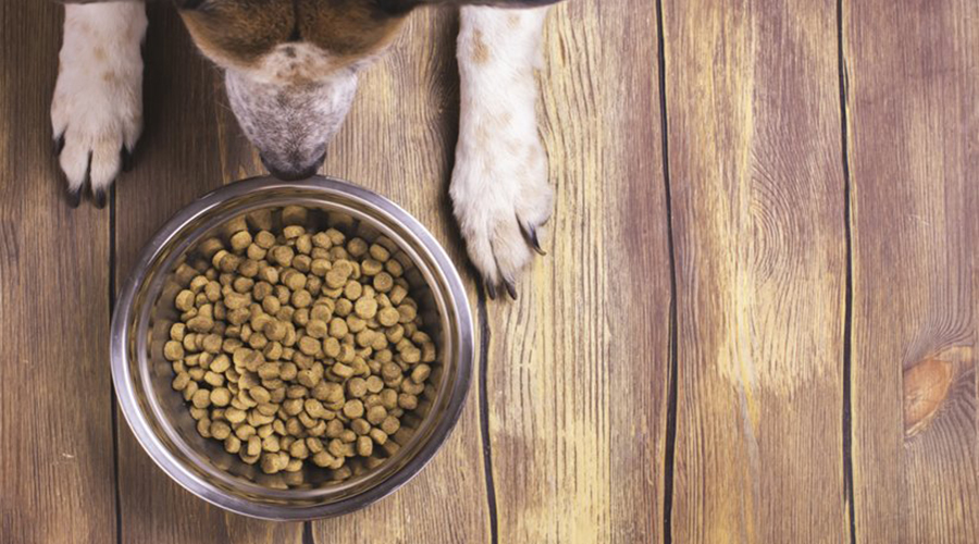 تغذیه سگ با ماهی