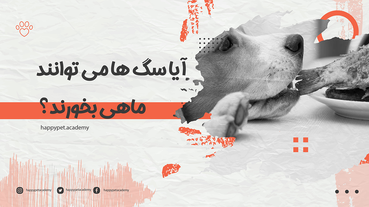 تغذیه سگ با ماهی