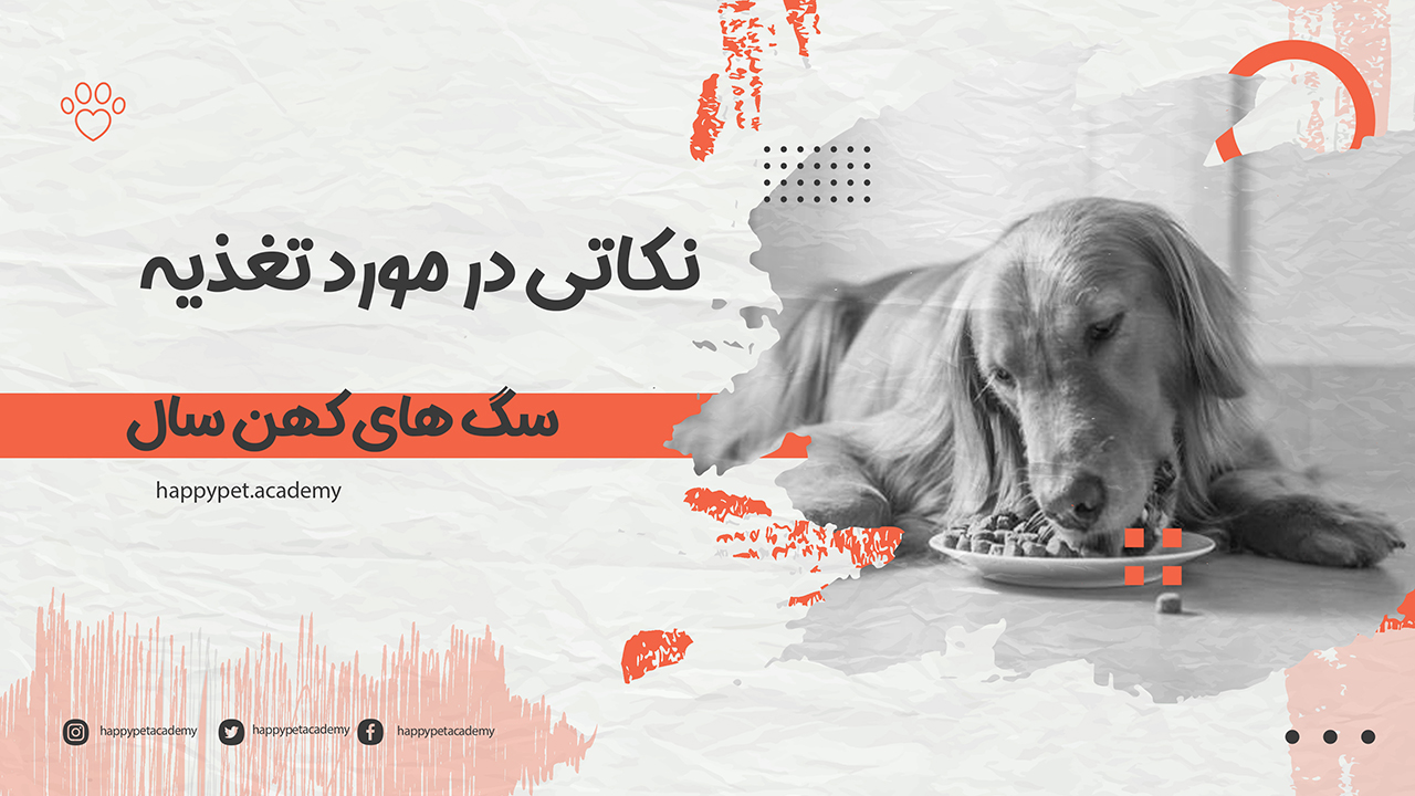 تغذیه سگ
