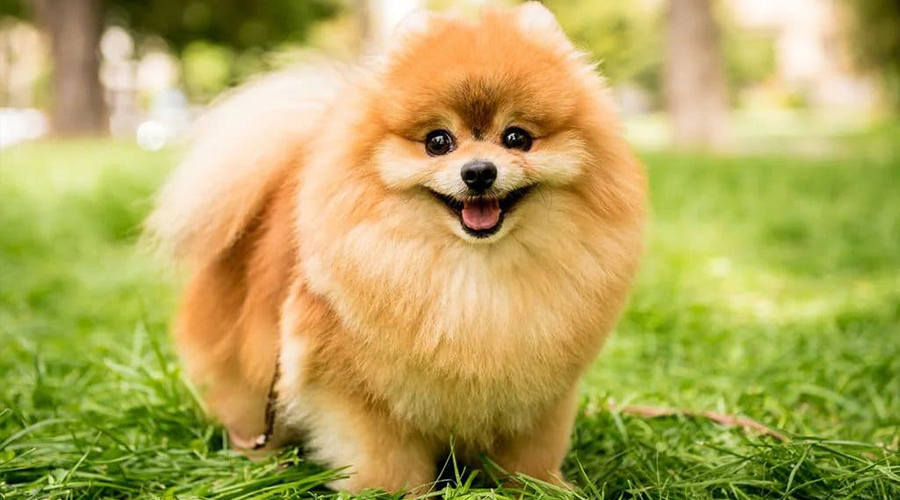 تقویت مغز توله سگ