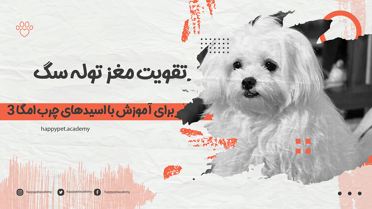 تقویت مغز توله سگ