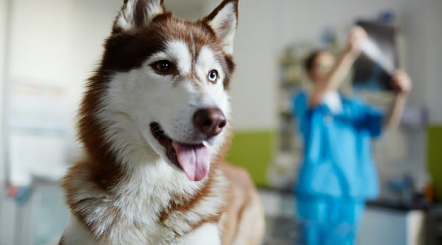 درمان آرتروز سگ ها