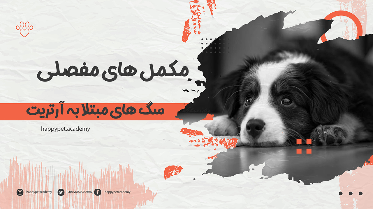 درمان آرتروز سگ ها