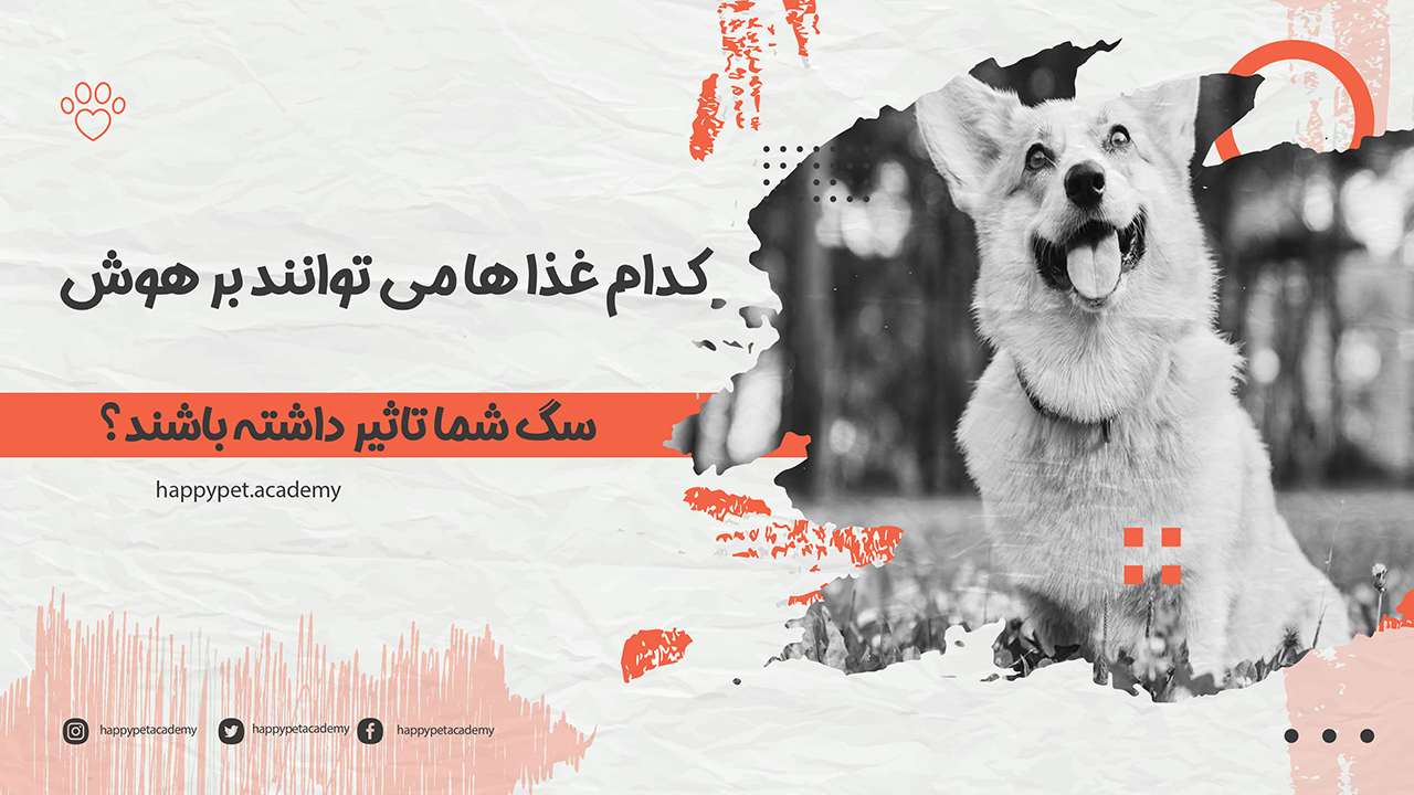 رژیم غذایی سگ