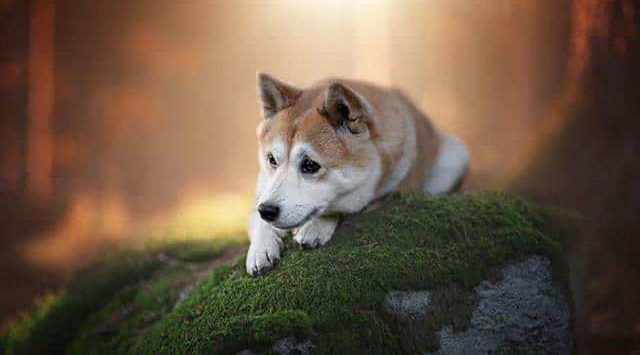 چهار مکمل محبوب سگ