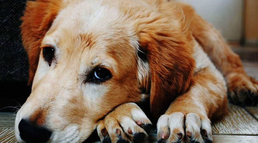 سگ مبتلا به آرتریت