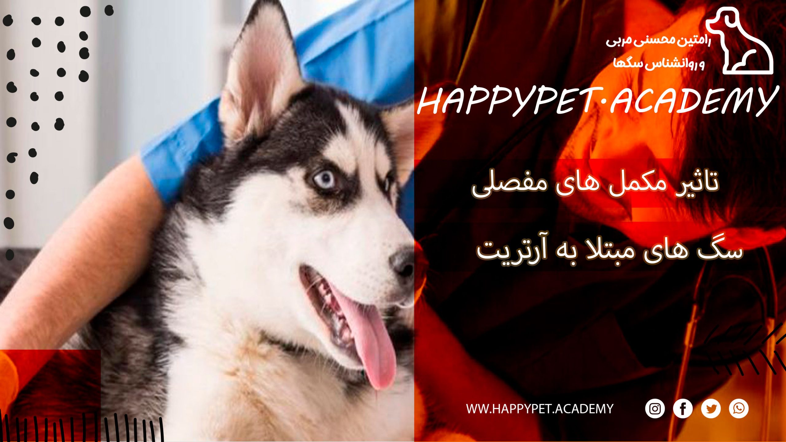 سگ مبتلا به آرتریت