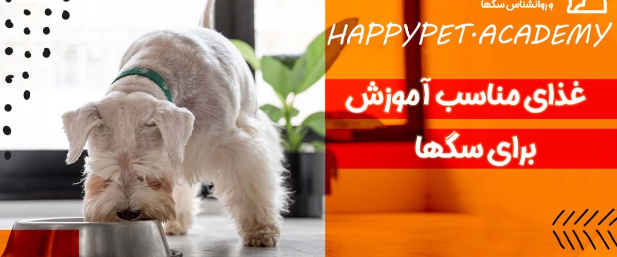 نکات تغذیه و مکمل مناسب سگ سالمند