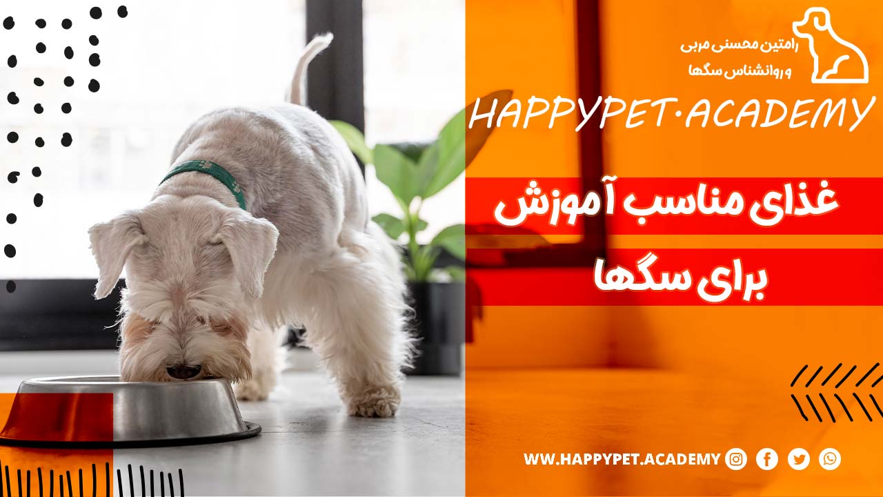 نکات-تغذیه-و-مکمل-مناسب-سگ-سالمند