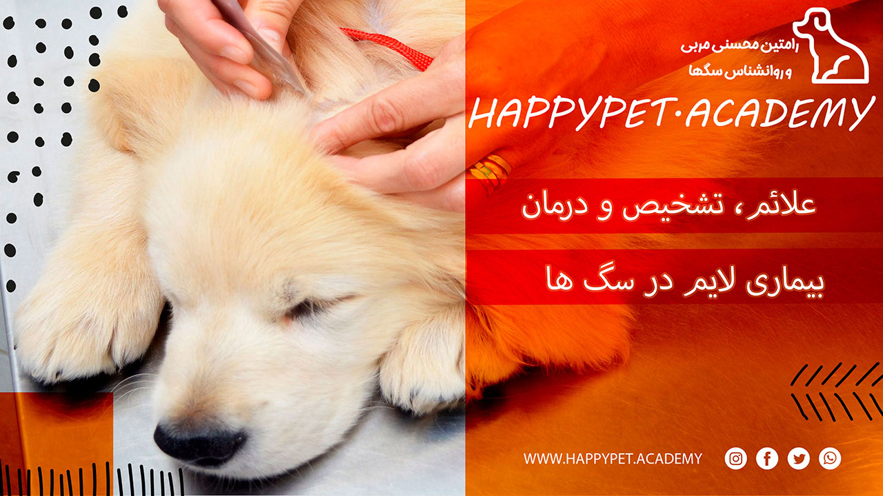 بیماری لایم سگ