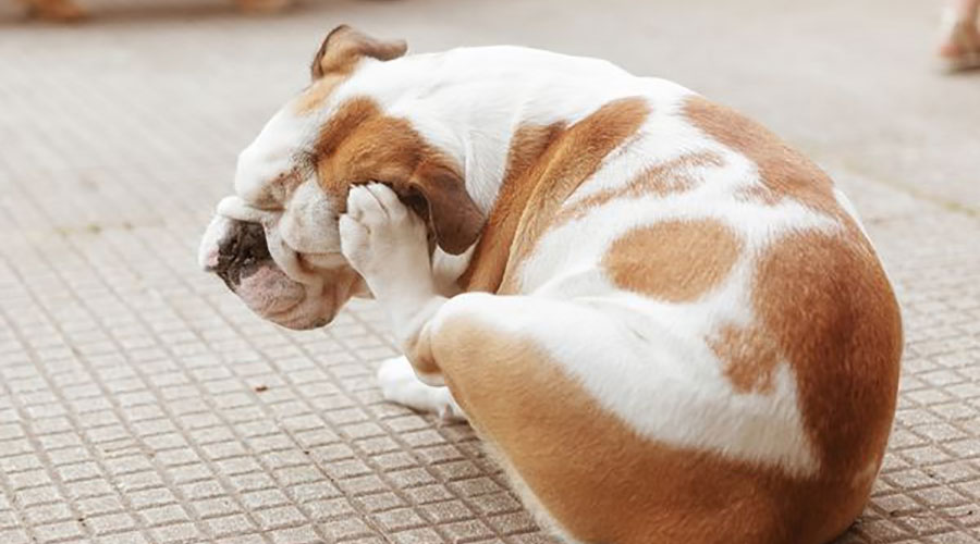 بیماری لایم سگ