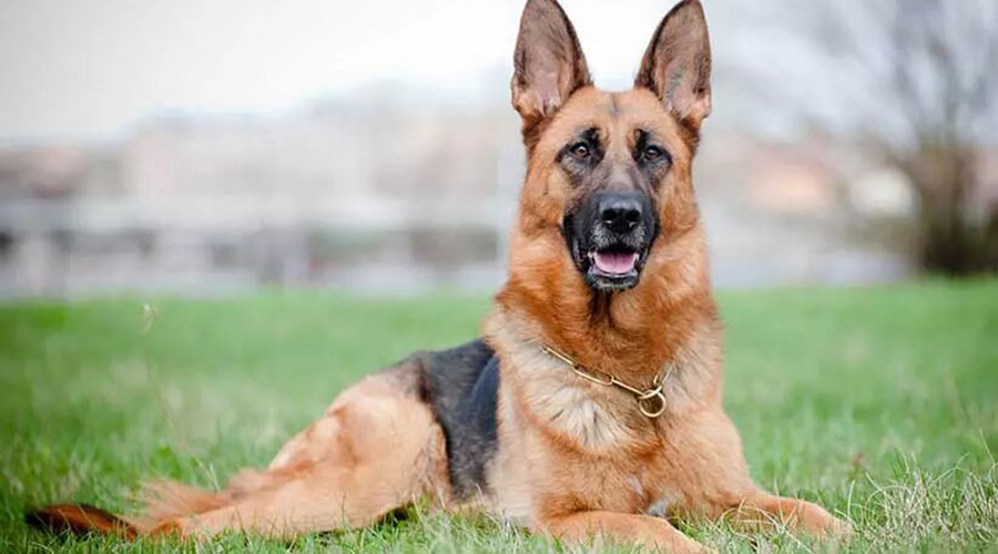 نژاد سگ جنگی