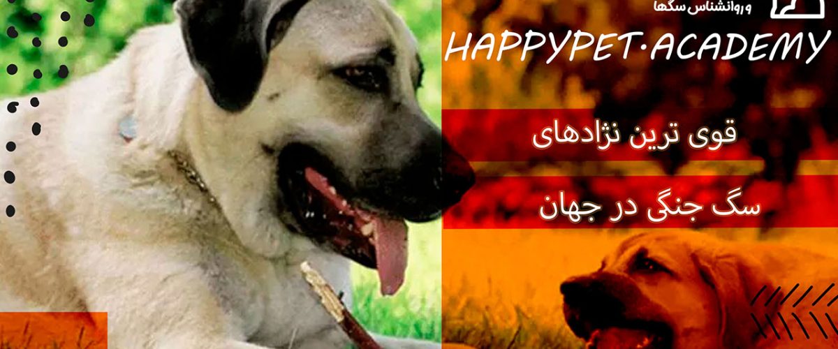 نژاد سگ جنگی