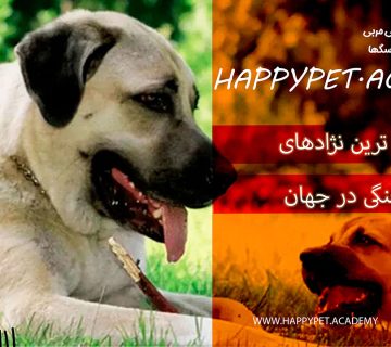 نژاد سگ جنگی