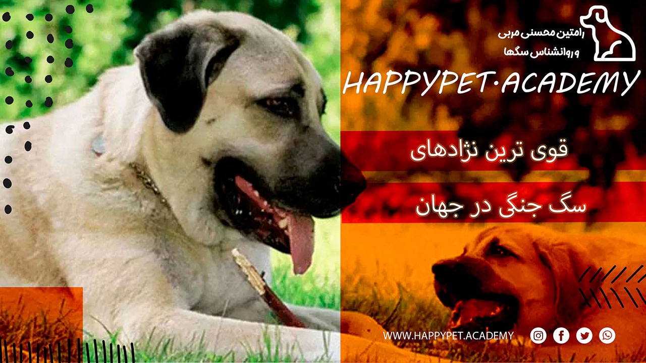 نژاد سگ جنگی