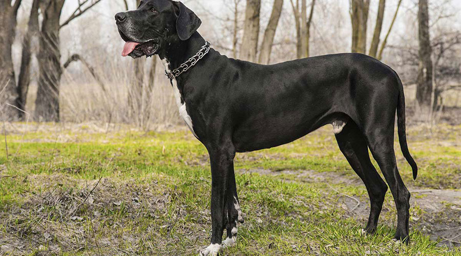 نژاد سگ جنگی