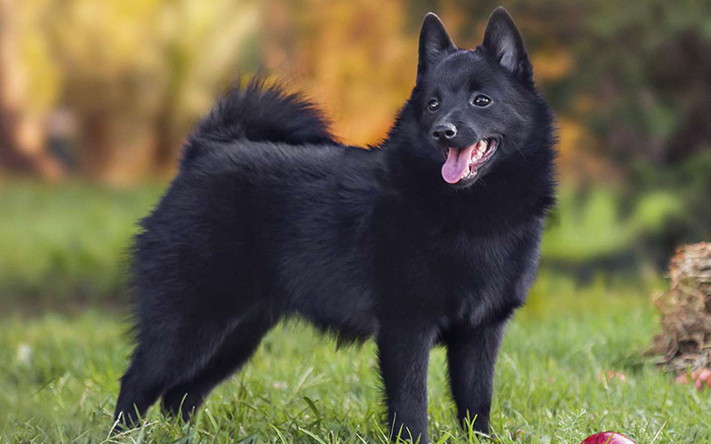 نژاد سگ شیپرک