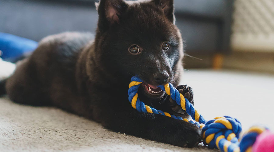 نژاد سگ شیپرک