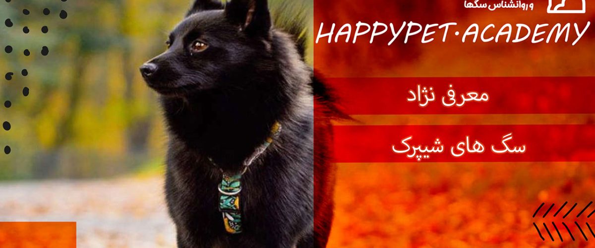 نژاد سگ شیپرک