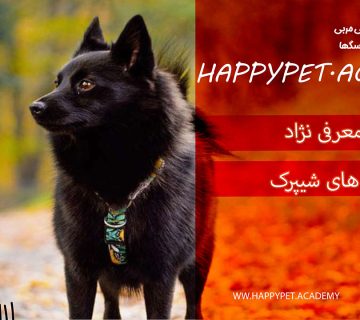 نژاد سگ شیپرک