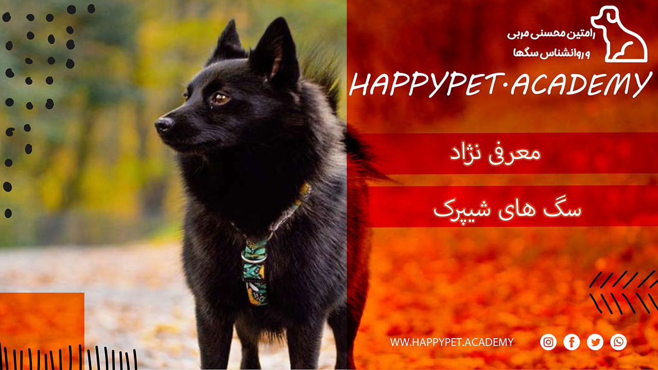 نژاد سگ شیپرک