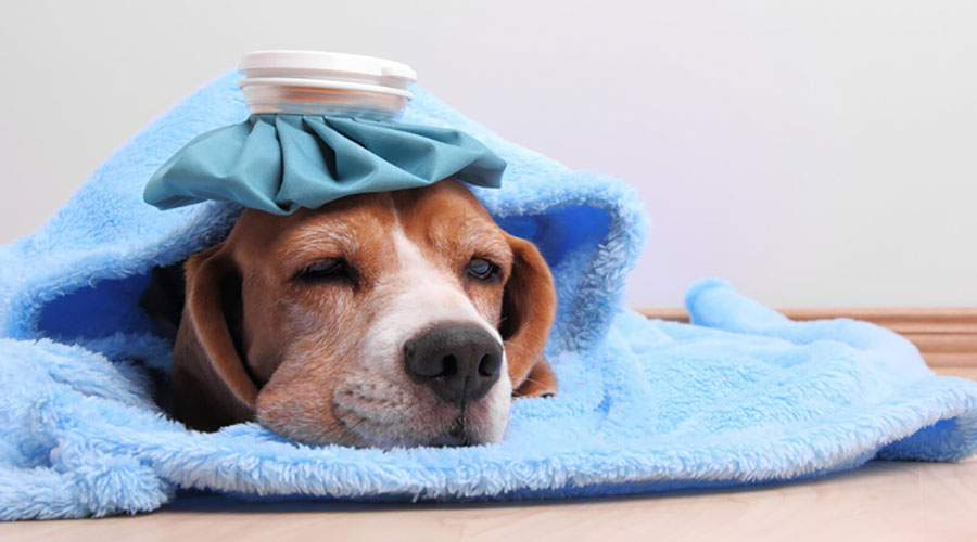 آنفولانزای سگ